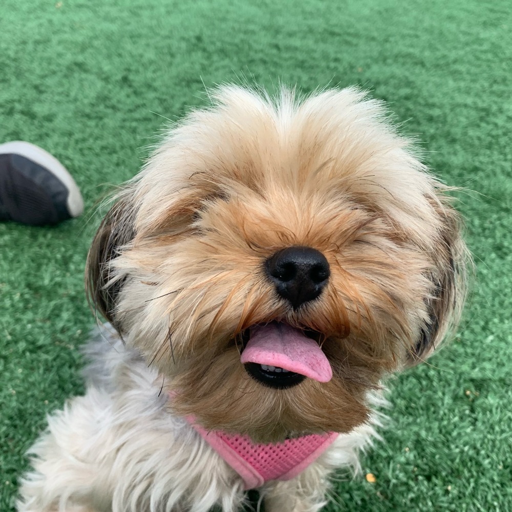 Meet your Posher, Krzys